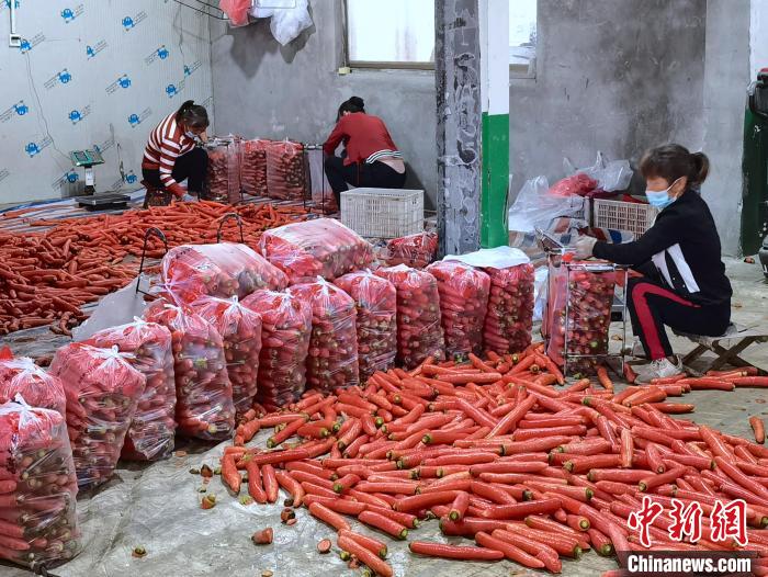 石槽村现代农业产业园内，村民们正在打包胡萝卜。　杨英琦 摄